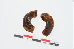 Foto von Bernsteinringperle (NHMW-PRAE-025023)